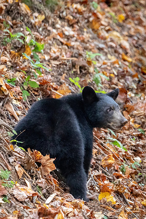 BabyBear3a-DeNoiseAI-denoise