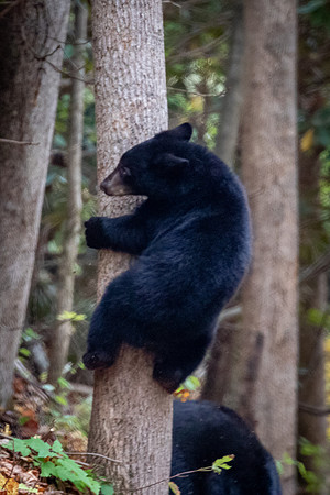 RF-ShowOffBabyBear