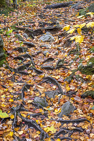 Roots