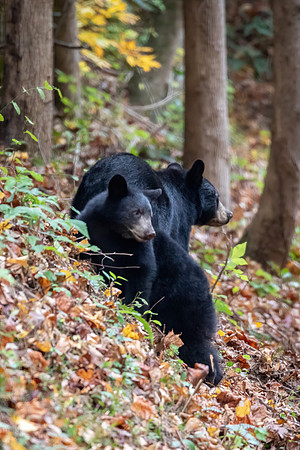Bears-BothDirectionsCovered-DeNoiseAI-denoise