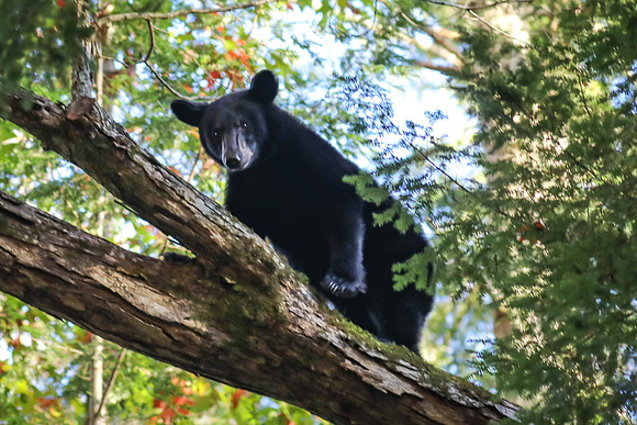 BEAR-OnALimb