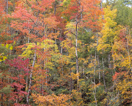 Fall-Riot8x10