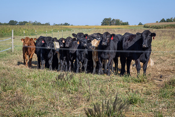 COWS
