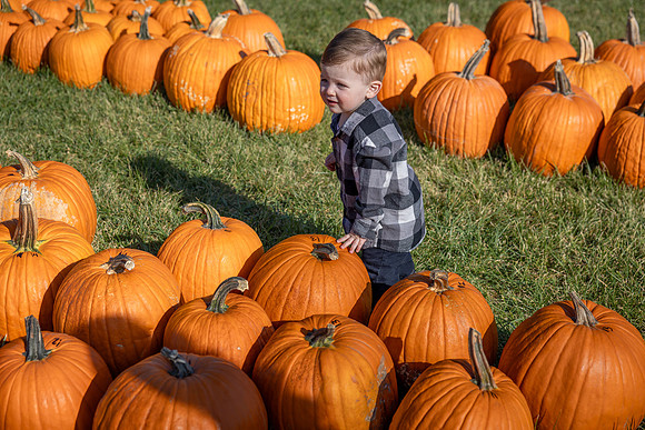 Will-LotsOfPumpkins
