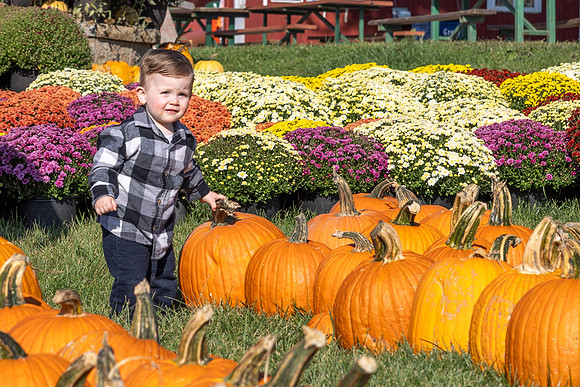 Will-Pumpkins-Mums