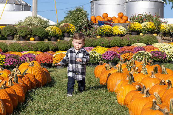 Will-Pumpkins-Mums2
