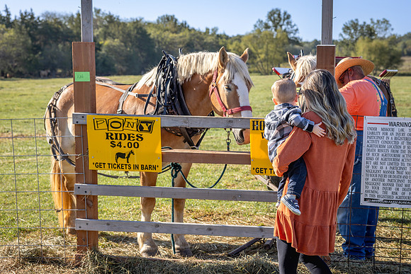 WillAndDraftHorse