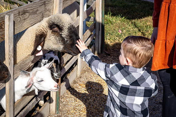 WillAndSheepGoats