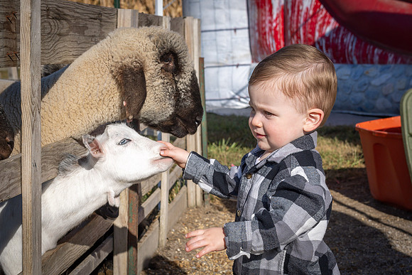 WillAndSheepGoats2