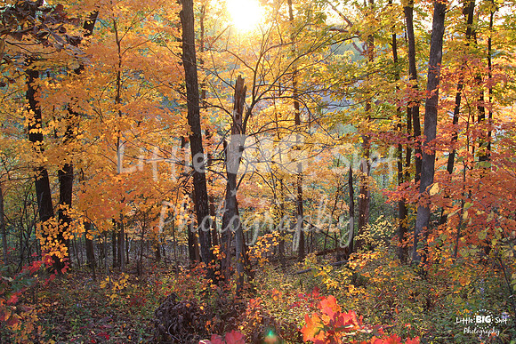Fall's Glory